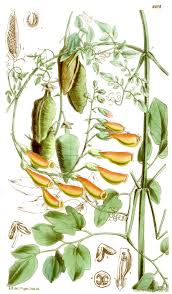 Image result for Emicocarpus