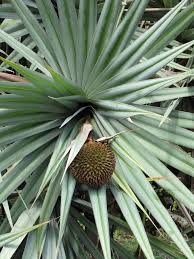 Image result for Pandanus