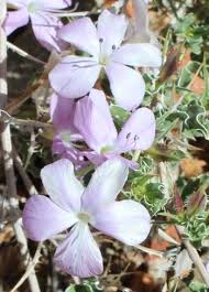 Image result for Barleria rigida