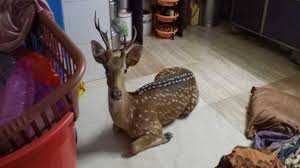 He said he would be. Deer Falls Into A Mumbai Home While Being Chased By A Leopard India News India Tv