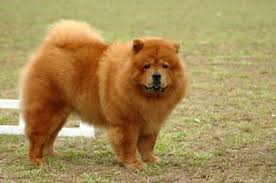 Nombres Para Perros Grandes 250 Ideas Para Tu Cachorro Conoce toda la informacion sobre las razas de perros grandes y conoce todas las caracteristicas de la raza de perros akita inu: nombres para perros grandes 250