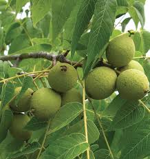 It transplants well and bears at a young age. Black Walnut Toxicity Knowledgebase Johnson S Nursery