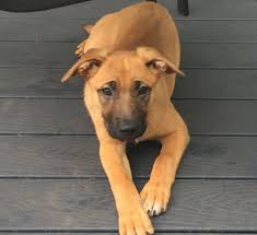 German shepherd mix puppies ct. View Ad German Shepherd Dog Vizsla Mix Litter Of Puppies For Sale Near Connecticut South Windsor Usa Adn 32087