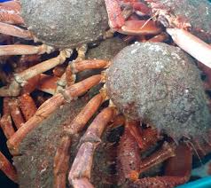 A Perros Guirec La Halle Aux Poissons Est Ouverte Le Tregor