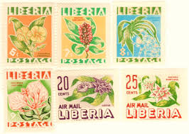 Image result for Callichilia