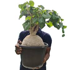 Image result for Pyrenacantha