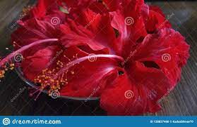 Pin On Tropical Flowers