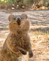 Happy As A Quokka Which One Is Your Favorite 1 2 3 Rottnest Island Western Australia Photos By C Funny Animal Photos Animals Beautiful Funny Animals