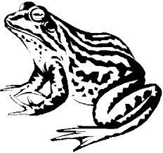 Animales Que Respiran Por La Piel Para Colorear Para Ninos Dibujos Para Colorear De Animales Que Respiran Por La Piel Dibujos I Para Colorear Tigres Una Realidad Inaceptable Si En