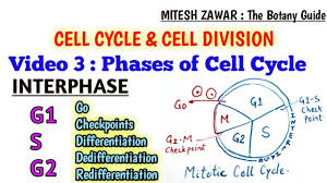 What occurs during the g1 phase? Interphase Of Mitotic Cell Cycle Phases Of Cell Cycle G1 S G2 G0 And Checkpoints In Hindi Youtube
