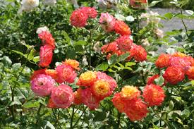 Discover ideas for rose garden design from the experts at hgtv. Beautiful Garden Roses On The Flowerbed Wallpapers And Images Wallpapers Pictures Photos