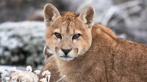 Simulating natural selection to help students learn, in a more concrete way, how natural selection operates, i came up with an activity that simulates evolution by natural selection. Good Nature Pumas Legends Of The Ice Mountains Blog Nature Pbs