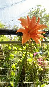 Image result for Hippeastrum puniceum