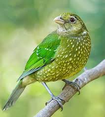 Pin On Birds