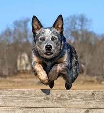 Everything About Your Australian Cattle Dog Luv My Dogs