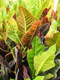 Image result for Croton longipedicellatus