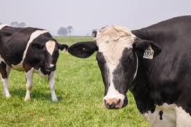 cme update: cattle futures sink to july