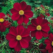 Cosmos Seeds Versailles Tetra Red Flower Seeds In Packets Bulk Eden Brothers Annual Flowers Cosmos Flowers Flower Seeds