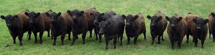 Bei uns finden sie für jedes zuchtziel den richtigen bullen. Rassebeschreibung Galloway Rinder Galloway Interessengemeinschaft Nord E V
