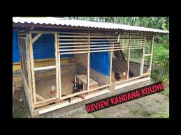 Inilah kandang mewah pembesaran anak ayam dan indukan sasana ngapak sasana ngapak purwokerto. 002 Review Kandang Koloni Untuk Indukan Ayam Kampung Youtube