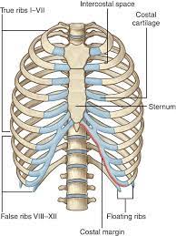 Breastplate thorax (n.) the part of the human torso between the neck and the diaphragm or the corresponding. Pin By Rita Pelenyi On Medical English Thoracic Cavity Thorax Anatomy