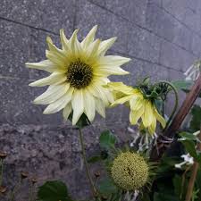 We did not find results for: Helianthus Annuus Italian White Sunflower Italian White In Gardentags Plant Encyclopedia