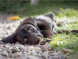 When your pup consistently stops barking on command, it's time to put your training to the test!11 x trustworthy source the depending on your puppy's personality and how consistent you are with your training, your puppy could learn the command very quickly, or it could take days or even weeks. Puppy Sounds How To Stop Unwanted Puppy Barking Howling Or Crying Kaufmann S Puppy Training