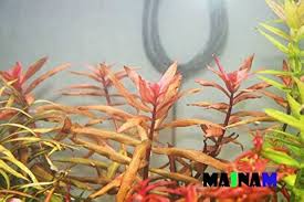 Image result for Ammannia