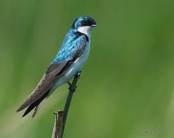 Birds Of Eastern Washington State Tree Swallow At Turnbull National Wildlife Refuge In Eastern Washington Photo By Cortney Litwin National Wildlife Refuge Nature Birds Beautiful Birds
