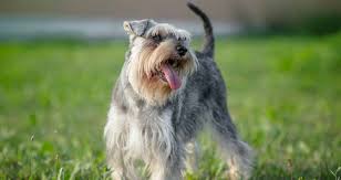 The current median price of miniature schnauzers in texas is $1,300.00. Miniature Schnauzer Puppies For Sale Greenfield Puppies