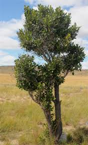 Image result for Uapaca