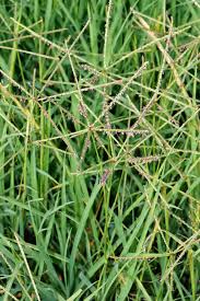 Image result for Cynodon incompletus