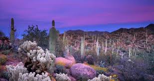 The cactus family includes a large variety of succulent plants that vary size and color. Best Places To Visit In Arizona Saguaro National Park In Tucson