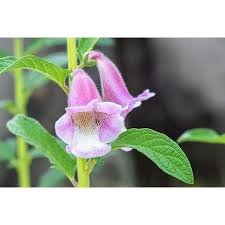 Image result for Sesamum