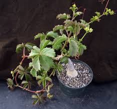 Image result for Cyphostemma hereroense