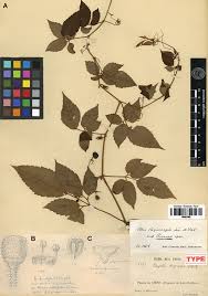 Image result for Cyphostemma heterotrichum