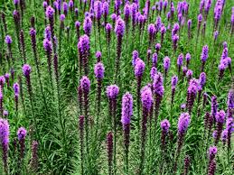 Table of contents why you should grow liatris how to care liatris in your garden pruning and deadheading. Liatris Spicata Kobold Care And Growing Guide
