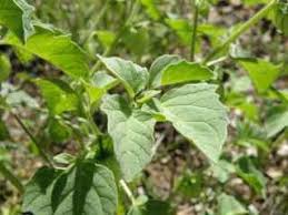 Image result for Physalis pubescens