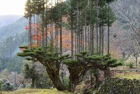 In this gallery tree we have 132 free png images with transparent background. A Japanese Forestry Technique Prunes Upper Branches To Create A Tree Platform For More Sustainable Harvests Colossal