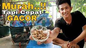 Racikan pakan sederhana ini sangat bagus buat burung perkutut, ramu. Buat Jamu Ampuh Burung Perkutut Biar Cepat Gacor Super Murah Youtube