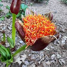 Image result for Scadoxus