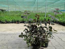 Image result for Iresine lindenii