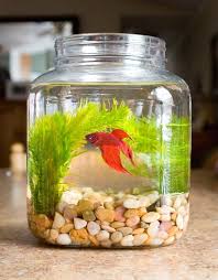 Betta fish are known as the fighting fish, so even though they're going to have the tank to themselves, they still need a lot a filtration system, warm water, gravel, and decor is what your glass tank needs. Cool Glass Fish Bowl Decorations Ideas And Tips Glass Fish Bowl Fish Bowl Decorations Betta Fish Bowl