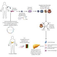 generation of human fatty livers using custom engineered