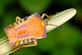 Shield Bug Shield Bugs Beautiful Bugs Animals Bugs