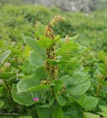 Image result for Rumex ruwenzoriensis