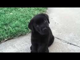 See labrador puppy stock video clips. Black Lab Puppy Has The Cutest Head Tilt Youtube