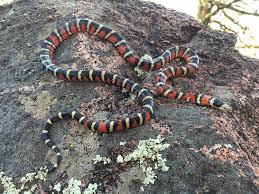 Thereare also some changes in their body temperature, but again, it's lessstressful. An Arizona Mountain Kingsnake Found After A Rainstorm Snakes