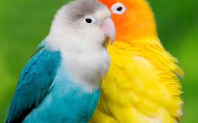 On this page you can download any parrots wallpaper for mobile phone free of charge. Mobile Phone Wallpapers Love Birds Wallpaper Cave