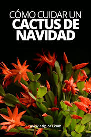 También se conoce al cactus de navidad como cactus de invierno, cactus navideño, cactus de pascua o plumas de santa teresa o santa teresita. Como Cuidar Un Cactus De Navidad Atipicas Suculentas Cactus De Navidad Cuidado De Cactus Jardin De Cactus De Exterior